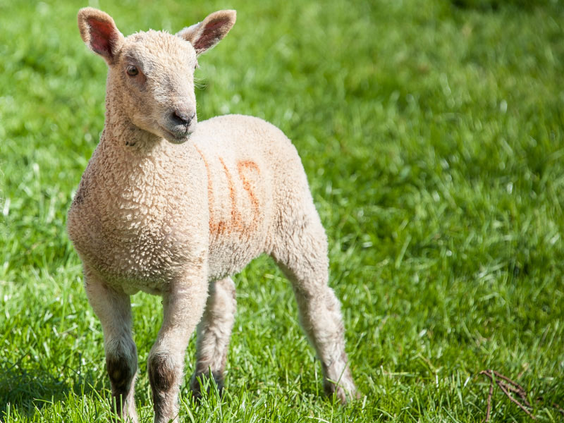 Spring Lamb at Beera Farm